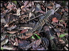 water_dragon_06091