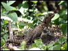 water_dragon_11685