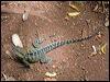 water_dragon_129593