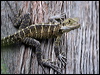 water_dragon_47424