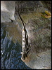 water_dragon_84476