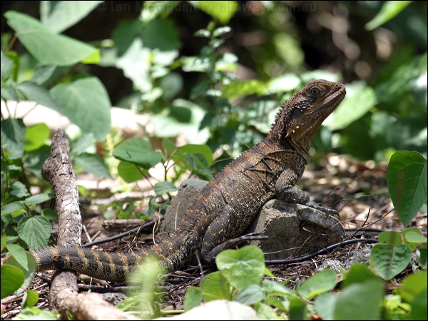 Water Dragon water_dragon_11685.psd