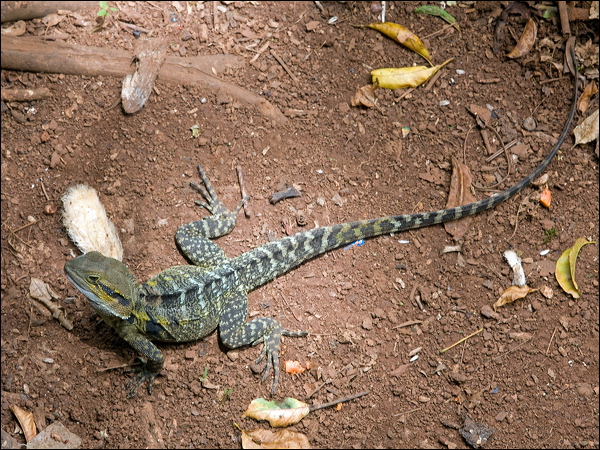 Water Dragon water_dragon_129593.psd
