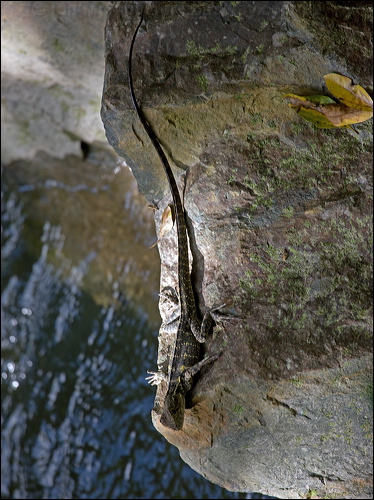 Water Dragon water_dragon_84476.psd