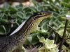 yellow_spot_monitor_306923