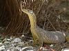 yellow_spot_monitor_306937