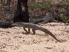 yellow_spot_monitor_96599