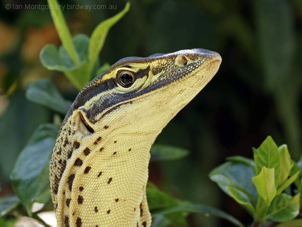 Yellow-spotted Monitor yellow_spot_monitor_306931.psd