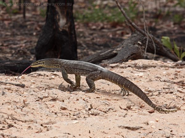 Yellow-spotted Monitor yellow_spot_monitor_96599.psd