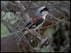 bay-backed_shrike_16899