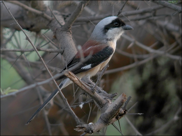 Bay-backed Shrike bay-backed_shrike_16899.psd
