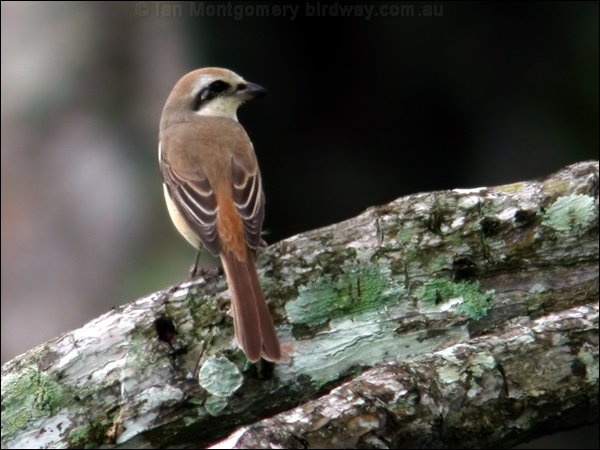 Brown Shrike brown_shrike_06723.psd