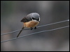 grey_backed_shrike_17410