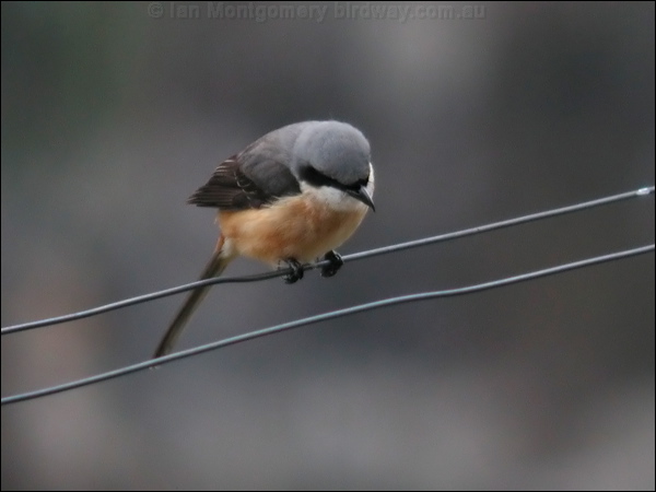 Grey-backed Shrike grey_backed_shrike_17410.psd