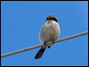 loggerhead_shrike_68281