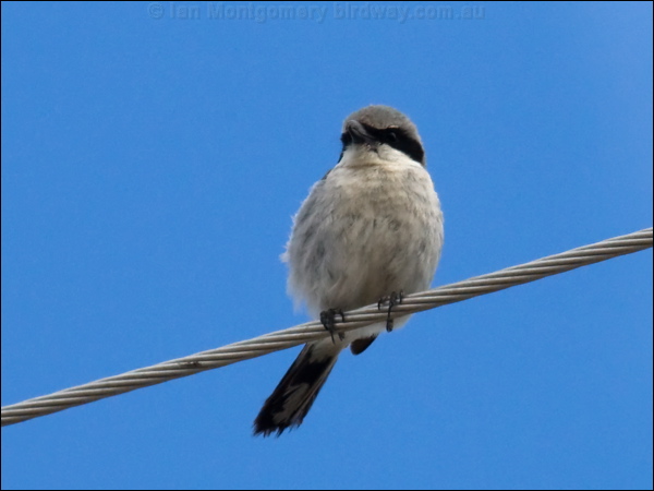 Loggerhead Shrike loggerhead_shrike_68281.psd