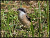 long_tailed_shrike_142251