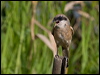 long_tailed_shrike_142255