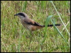 long_tailed_shrike_142263