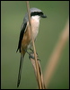 long_tailed_shrike_16842