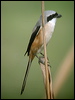 long_tailed_shrike_16845