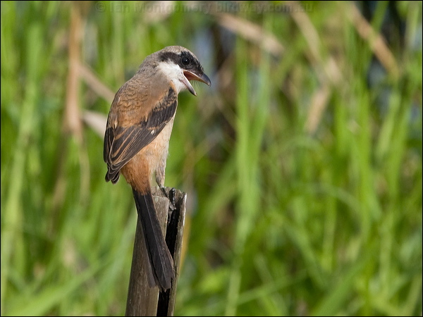 Long-tailed Shrike long_tailed_shrike_142248.psd