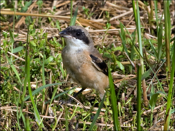 Long-tailed Shrike long_tailed_shrike_142251.psd