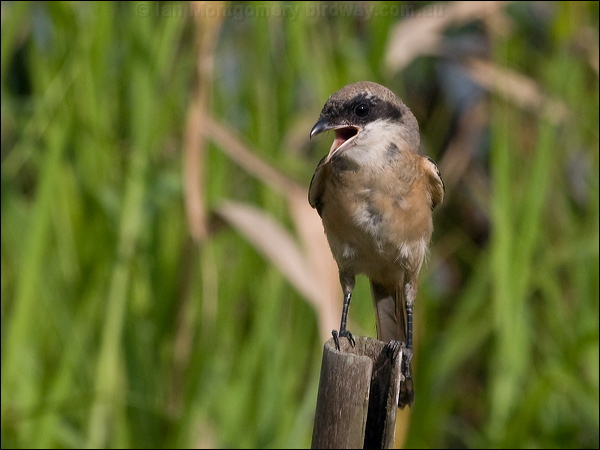 Long-tailed Shrike long_tailed_shrike_142255.psd