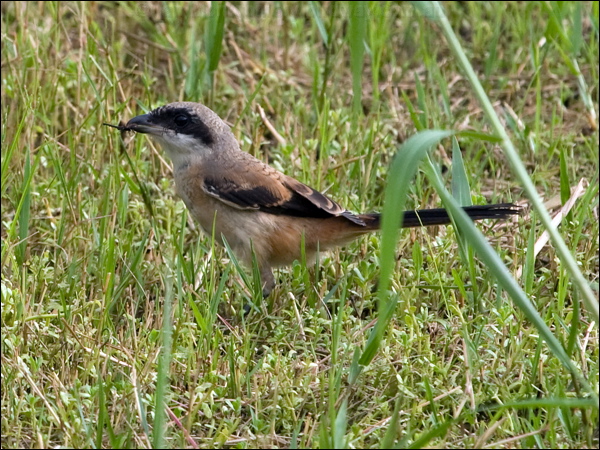 Long-tailed Shrike long_tailed_shrike_142263.psd