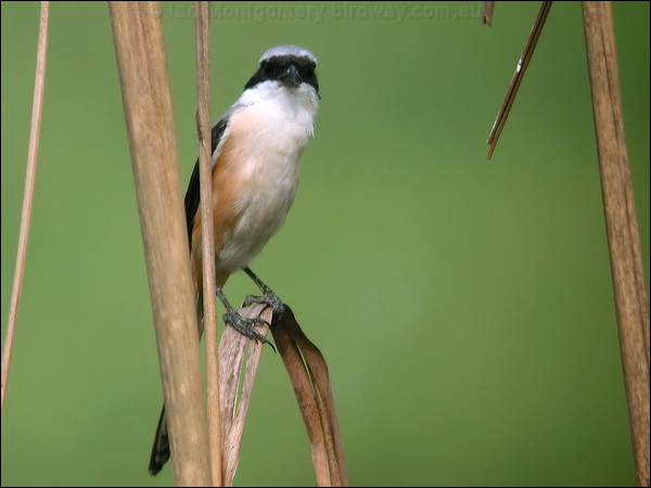 Long-tailed Shrike long_tailed_shrike_16836.psd