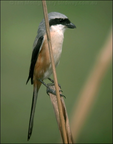 Long-tailed Shrike long_tailed_shrike_16842.psd