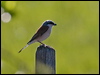 red_backed_shrike_142509