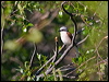 red_backed_shrike_142531