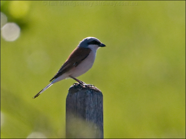 Red-backed Shrike red_backed_shrike_142509.psd