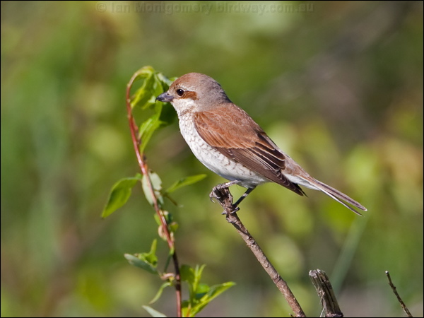 Red-backed Shrike red_backed_shrike_142522.psd