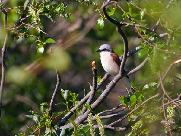Red-backed Shrike red_backed_shrike_142531.psd