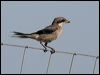 great_grey_shrike_53930