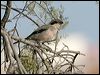 great_grey_shrike_53969