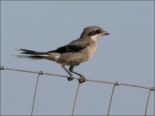 Southern Grey Shrike great_grey_shrike_53930.psd
