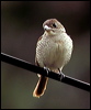 tiger_shrike_06382