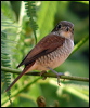 tiger_shrike_06550