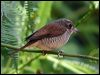 tiger_shrike_06551