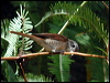 tiger_shrike_06553