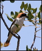 woodchat_shrike_52958