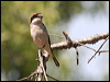 woodchat_shrike_53722