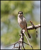 woodchat_shrike_53725