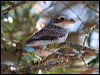 woodchat_shrike_54356