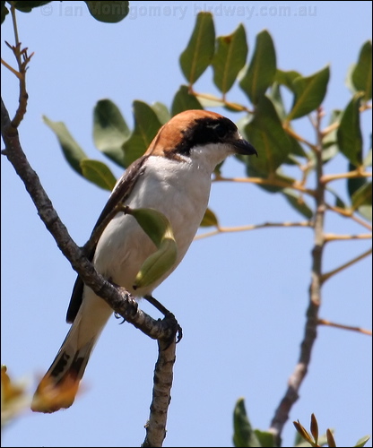 Woodchat Shrike woodchat_shrike_52958.psd
