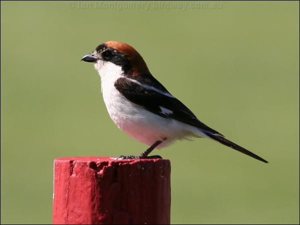 Woodchat Shrike woodchat_shrike_53650.psd