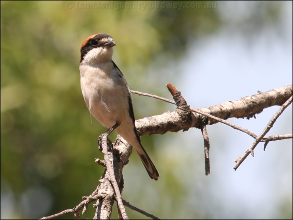 Woodchat Shrike woodchat_shrike_53722.psd